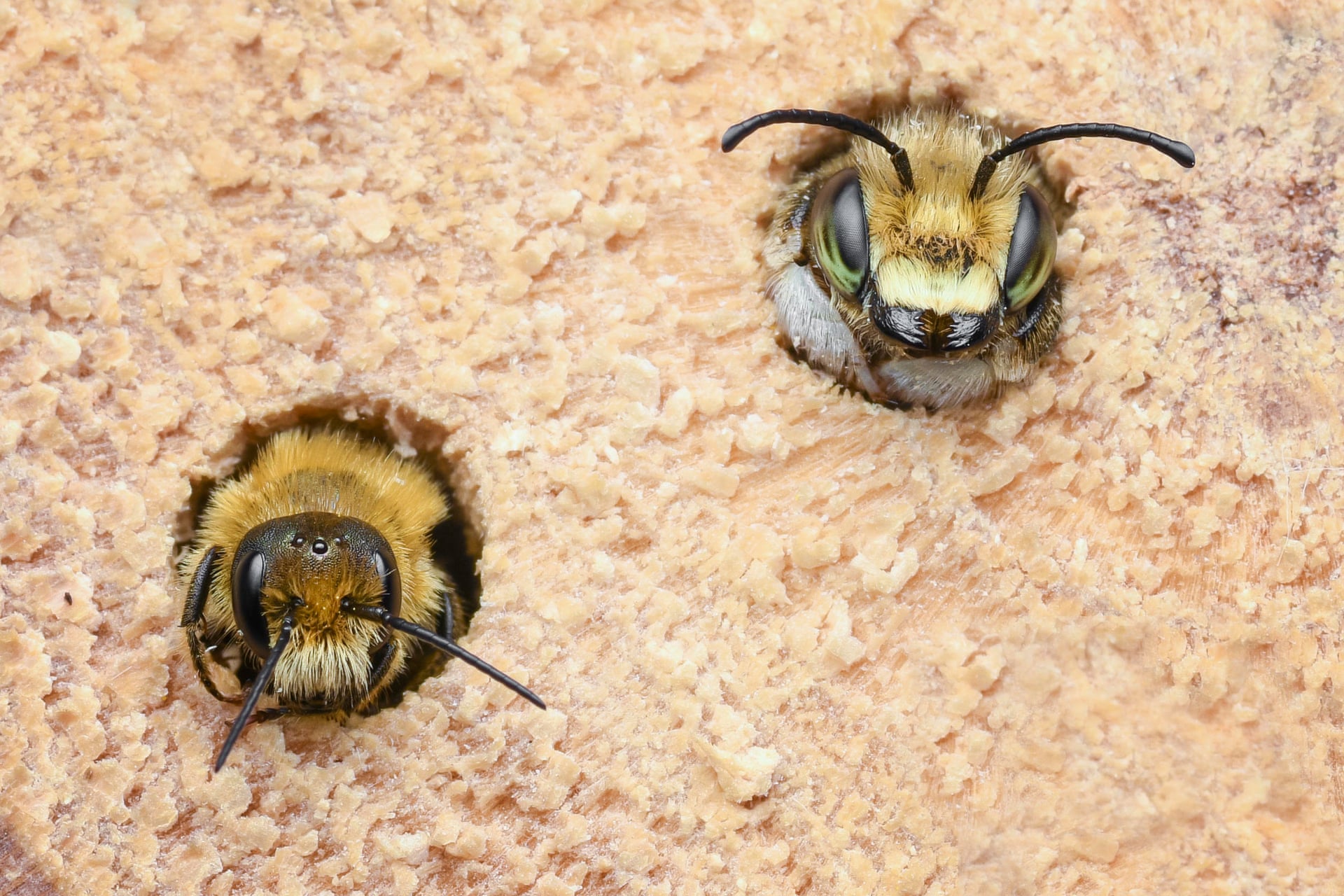 Два разных вида пчел выходят из "отеля" для насекомых: пчела-листорез и земляная пчёла (лат. Andrena). Фото: Lee Frost / Luminar Bug Photography Awards