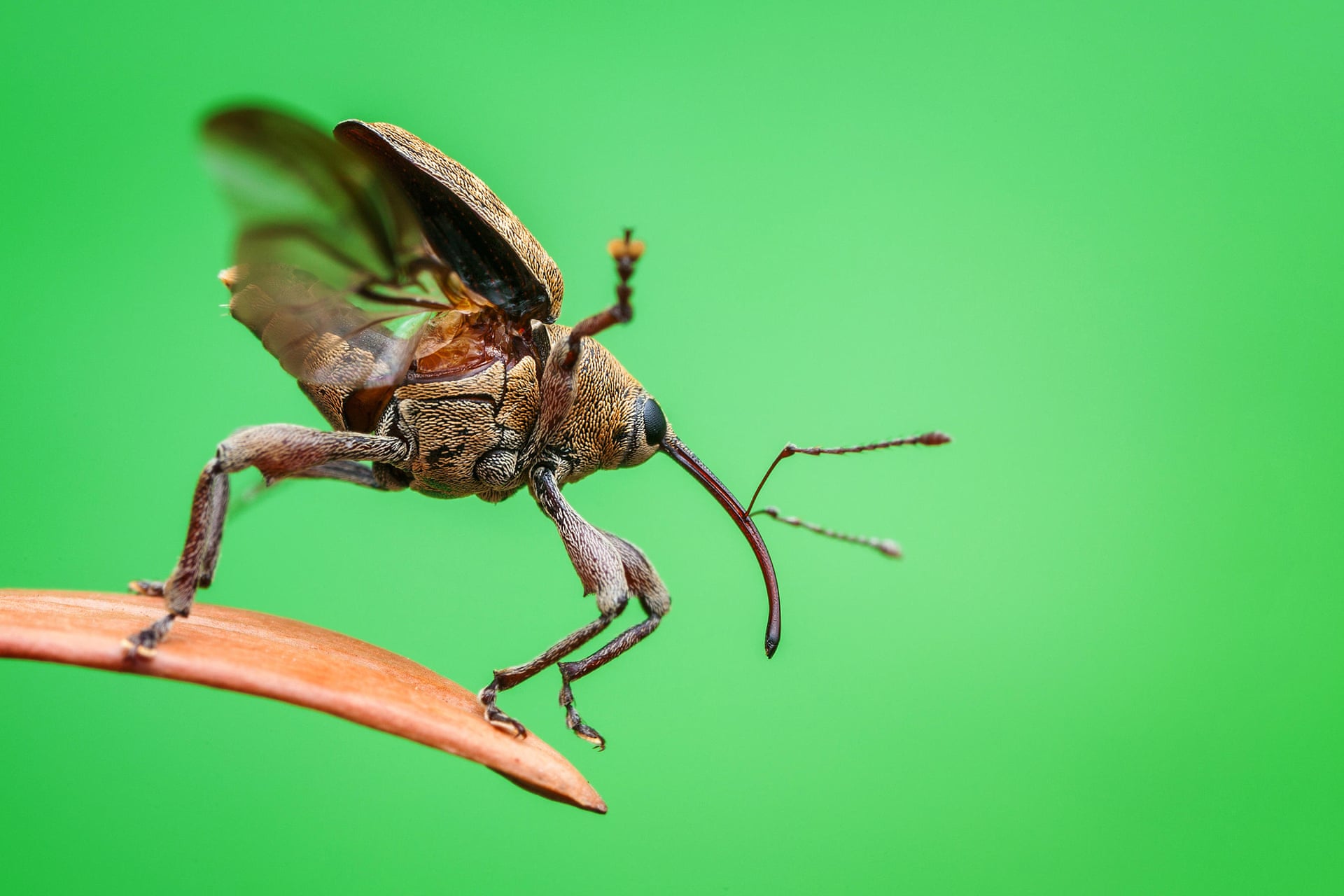 Плодожил дубовый, или долгоносик желудёвый (лат. Curculio glandium) взлетает с листа или, возможно, с трамплина. Фото: Christian Brockes / Luminar Bug Photography Awards
