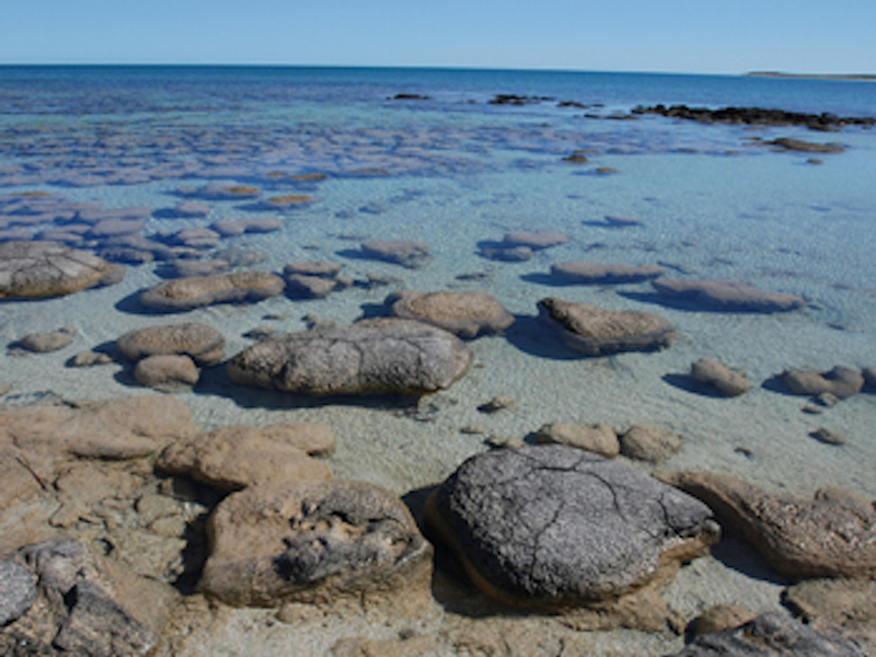 Строматолиты в Sharks Bay, Австралия, одна из немногих мест на Земле, где эти живые окаменелости еще существуют. Строматолиты - это рифовые тонкослойчатые столбики или холмики различной формы, состоящие из карбоната кальция и песчано-глинистого материала. Строматолит образуется в результате жизнедеятельности сообщества бактерий, называемого цианобактериальным матом.