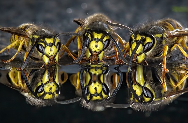 «Пьющие немецкие осы Vespula germanica». Снято в Великобритании. Фото: Alan Clark / Royal Entomological Society