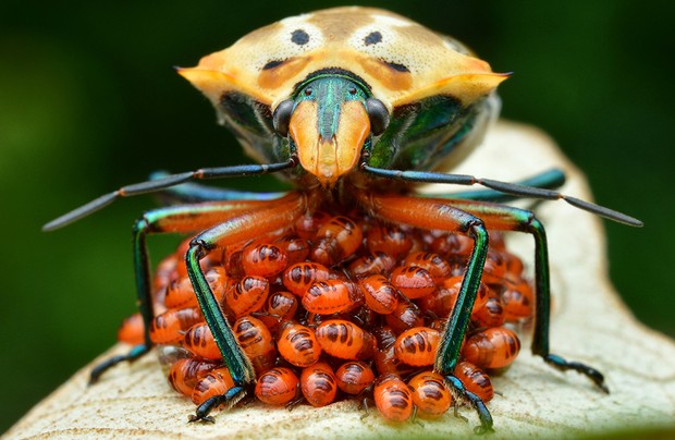 «Полужесткокрылый жук (возможно, Cantao ocellatus), защищающий своих личинок». Снято в Малайзии. Фото: Phooi Leng Ho / Royal Entomological Society