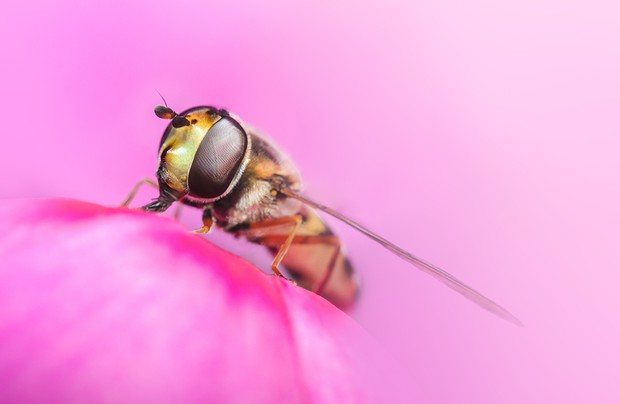 «Муха-журчалка на розовом цветке». Снято в Великобритании. Фото: James Spensley / Royal Entomological Society