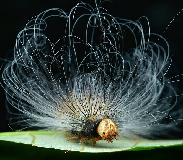 «Гусеница». Снято в Малайзии. Фото: Phooi Leng Ho / Royal Entomological Society