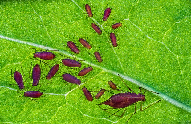 «Семья маленьких сокососущих тлей». Снято в Хорватии. Фото: Petar Sabol / Royal Entomological Society