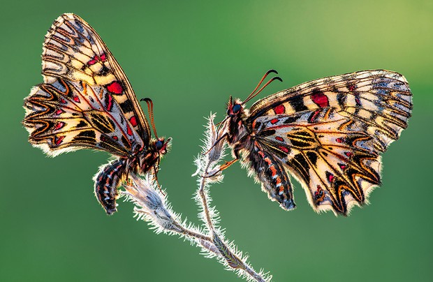«Бабочка Поликсена» (Zerynthia polyxena). Снято в Хорватии. Фото: Peter Sabol / Royal Entomological Society