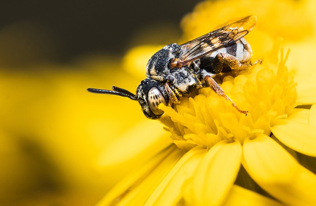 «Земляная пчёла-кукушка на цветке обыкновенной амброзии». Снято в Великобритании. Фото: Jamie Spensley / Royal Entomological Society