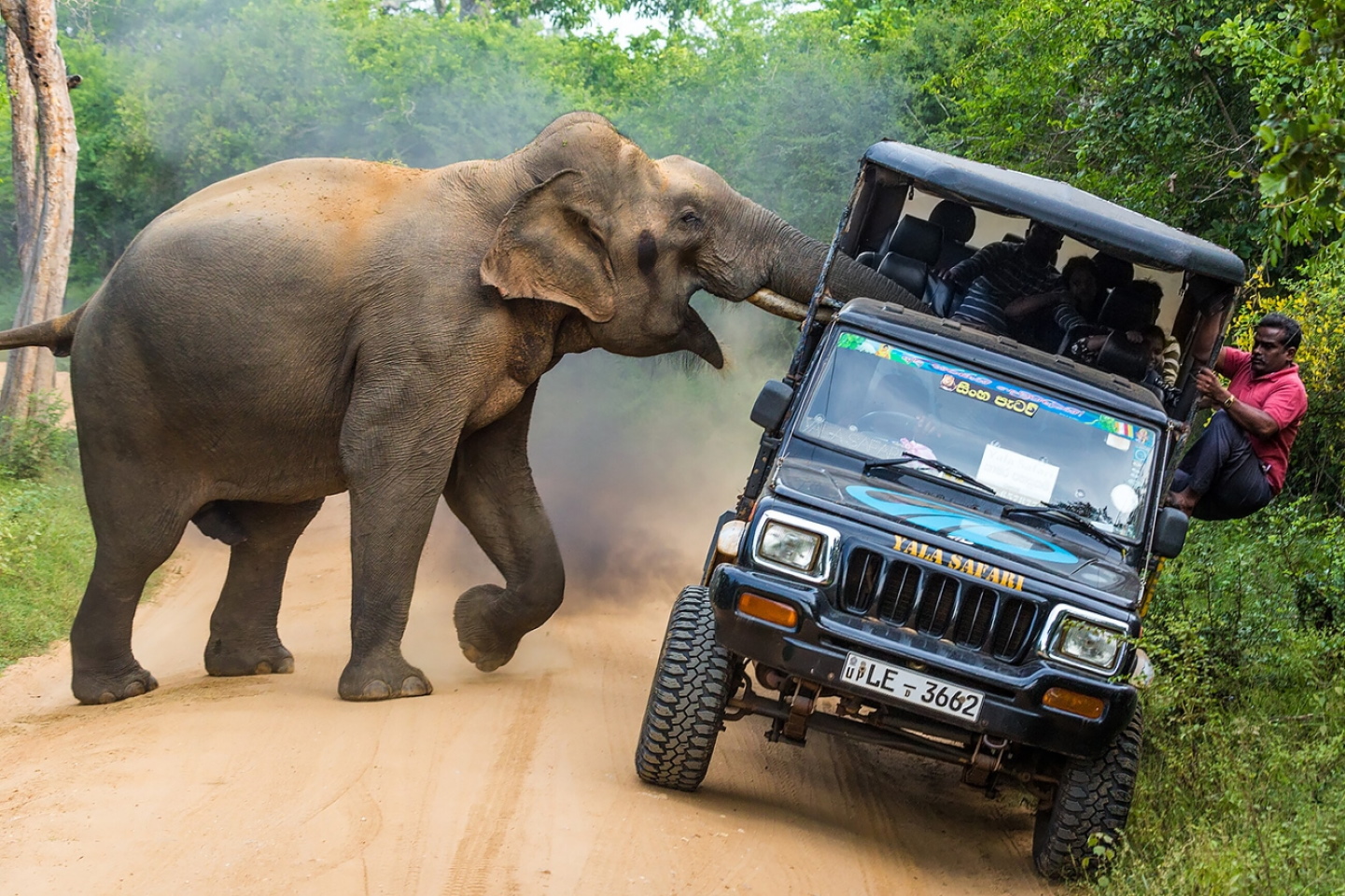 «Это мои джунгли!». Победитель в категории "Путешествия и приключения". Дикий слон нападает на джип, полный людей. Национальный парк Яла, Шри-Ланка. Фото: © Sergey Savvi