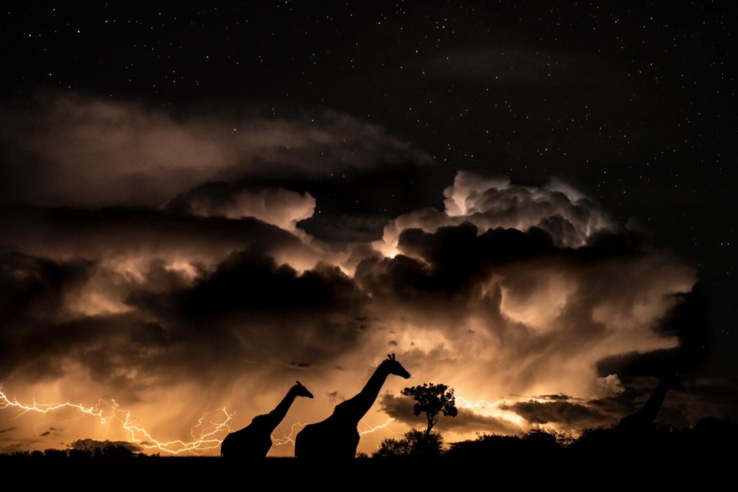 «Гроза в саванне». Поощрительная премия в категории "Животные в их среде обитания". Заповедник Масаи-Мара, Кения. Фото: © Maymoni Maya