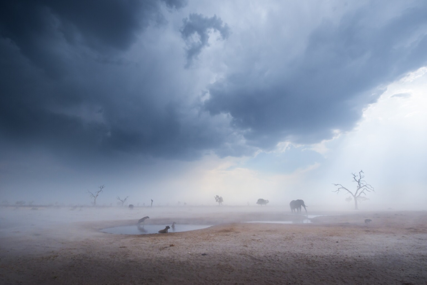 «Песчаная буря». 2 место в категории "Красота природы". Три гиены, шакал и два слона терпят песчаную бурю жарким влажным вечером. Национальный парк Чобе, Ботсвана. Фото: © Johannes Lochner