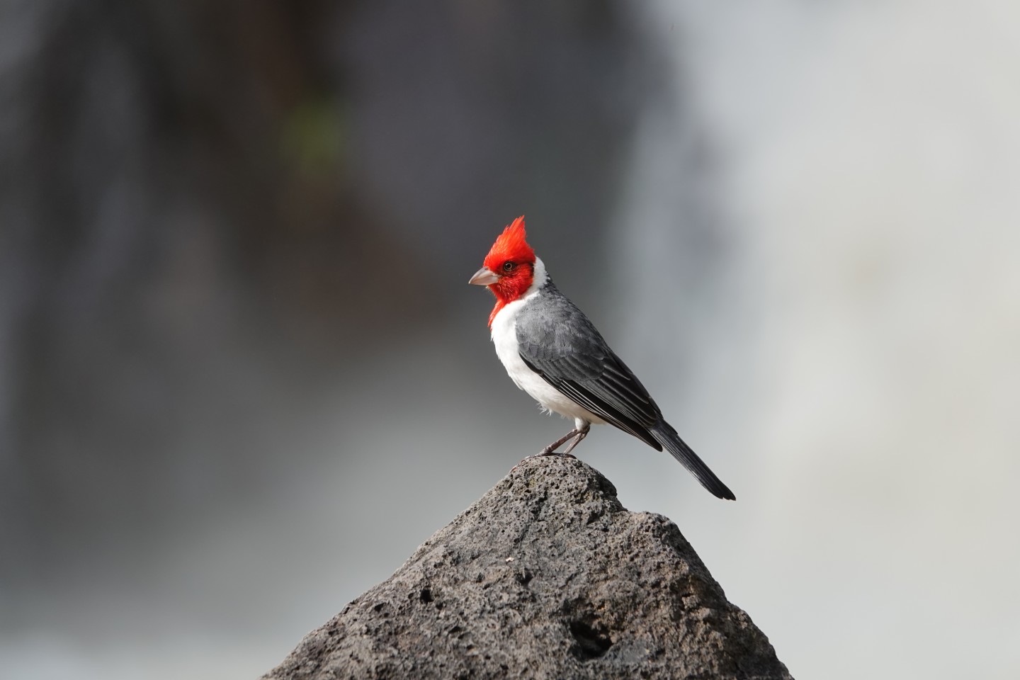 "Краснохохлая кардиналовая овсянка". Водопад создал красивый нейтральный фон для потрясающего цвета этой птицы. Фото: David Miller