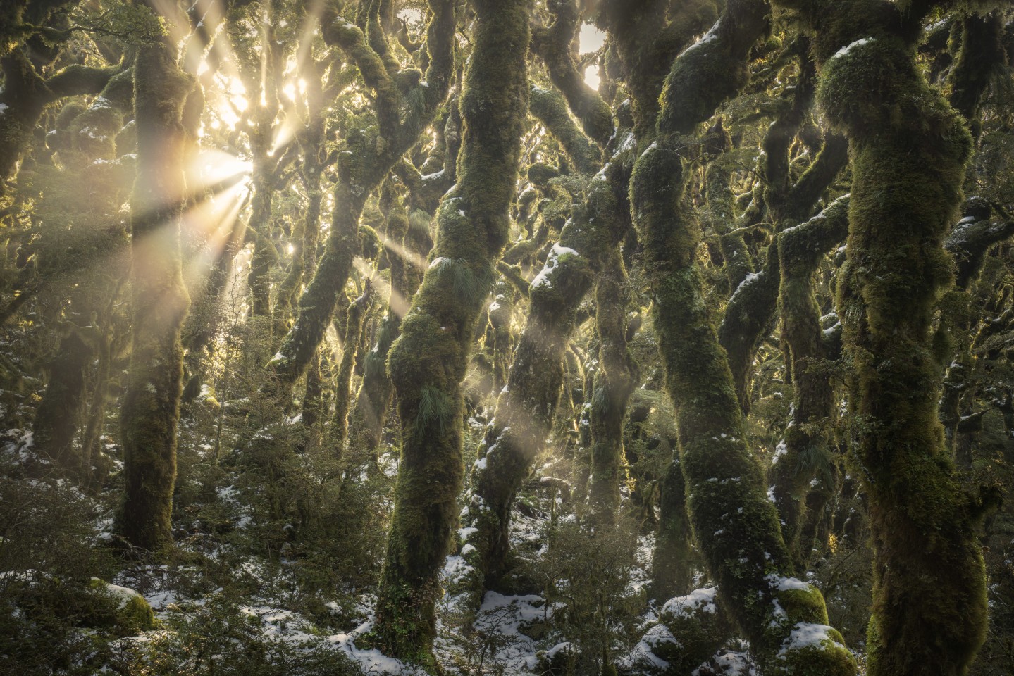 Финалист ландшафтной категории: "Заколдованный лес". Потоки света через покрытый мхом буковый лес на вершине Тараруас в Новой Зеландии. Фото: Michael McGee