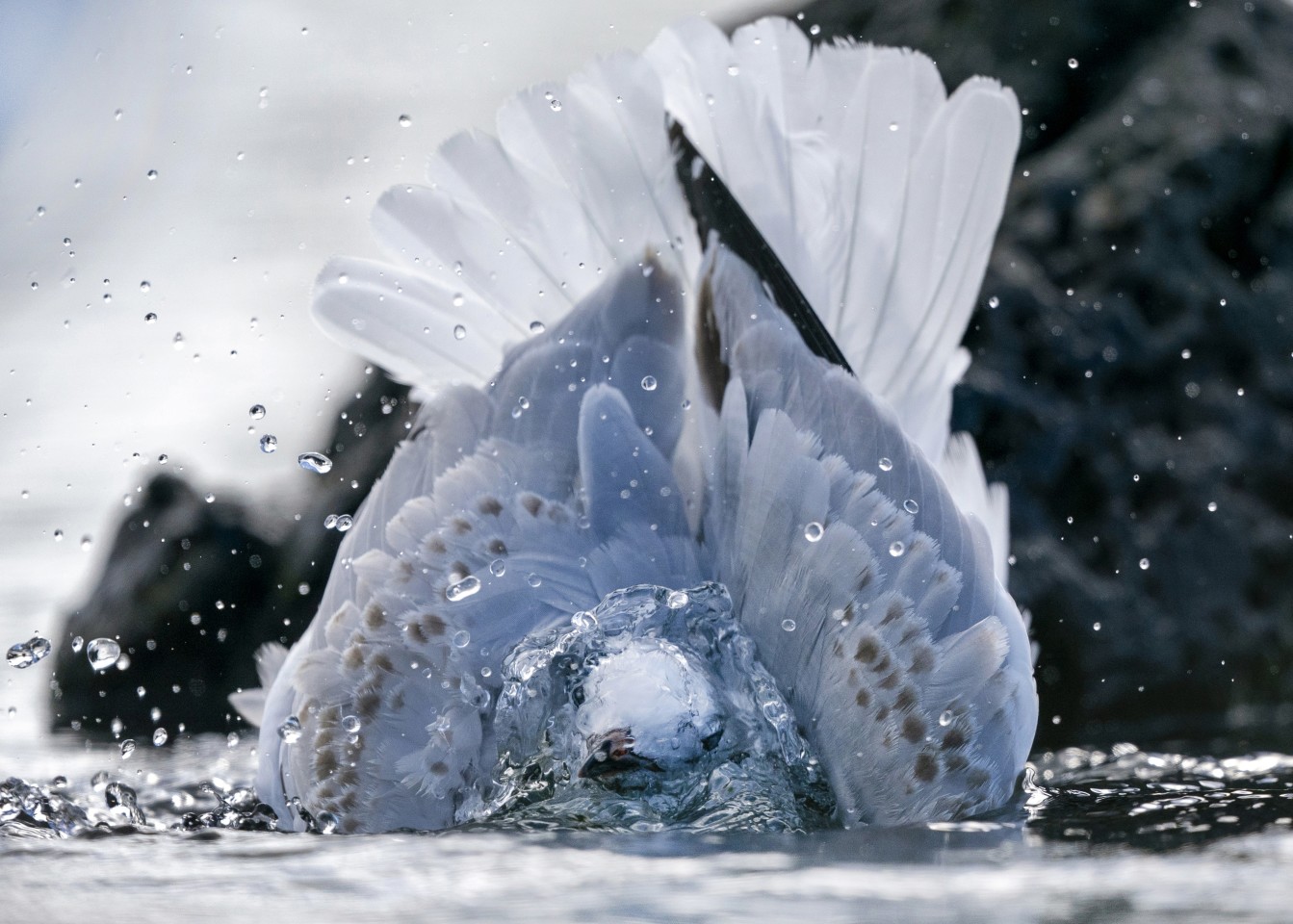 Финалист в категории Природа: "Красноногая чайка, принимающая ванну". "Эта молодая чайка очень хорошо купалась и поливалась водой. Благодаря достаточному количеству света для высокой скорости затвора я смог заморозить воду, чтобы ее голова была видна сквозь ореол воды". Фото: Simon Runting
