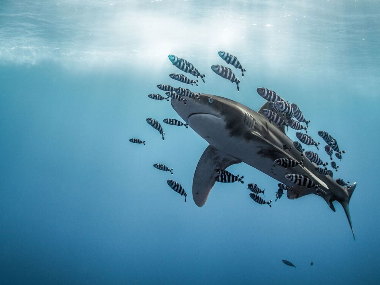 Похвальный отзыв. Красное море. "Длиннокрылая акула". Фото: Martina Andres / Scuba Diving Magazine
