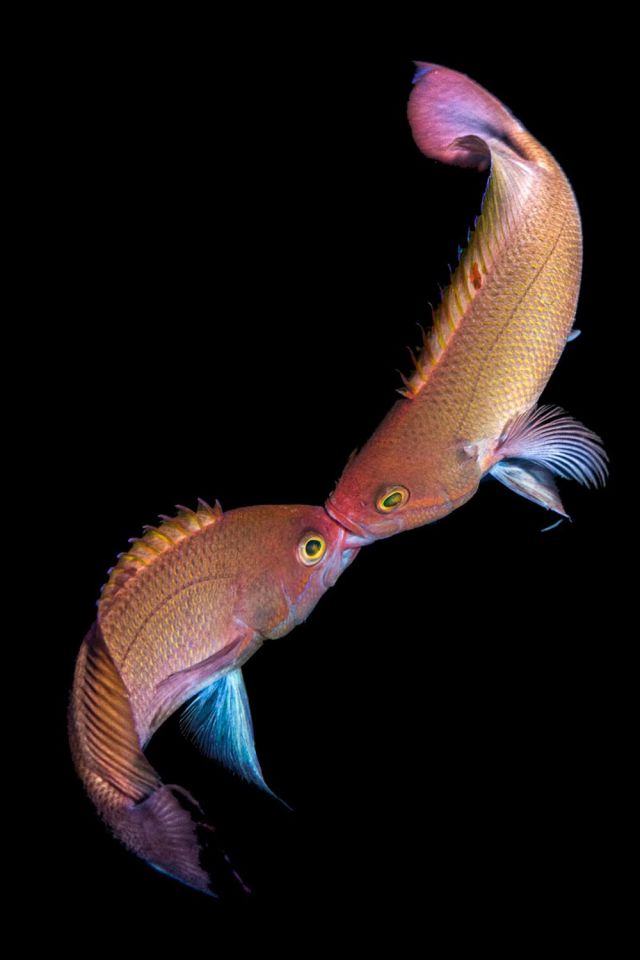 Похвальный отзыв. "Самец рифовой рыбы борется за господство". Фото: Franco Tulli / Scuba Diving Magazine