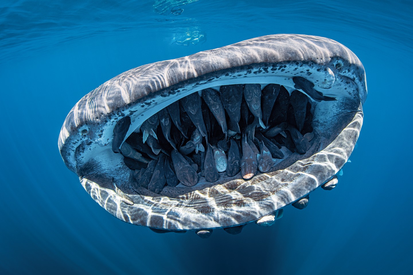 Обладатель Гран-при. Нижняя Калифорния, Мексика. "Китовая акула с десятками рыб-прилипал во рту". Фото: Evans Baudin / Scuba Diving Magazine