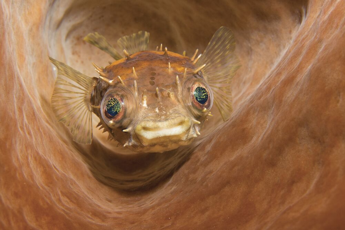 2 место - Компакт. Пролив Лембех, Индонезия. "Рыба-еж прячется в бочкообразной губке". Фото: Marcelo Johan Ogata / Scuba Diving Magazine