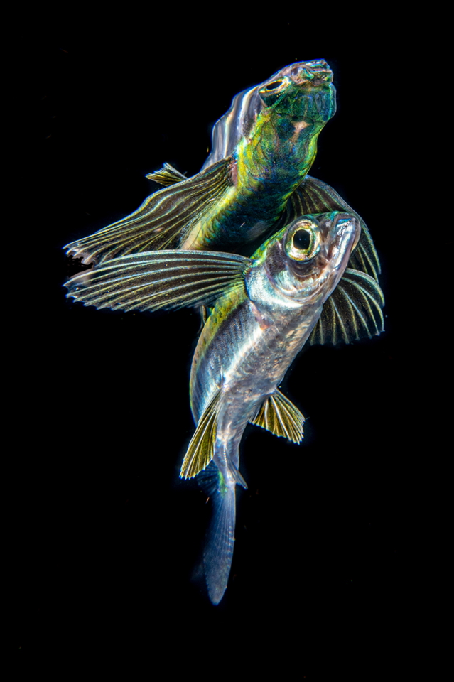 Обладатель Гран-при. Летучая рыба, снятая из-под воды. Анилао, Филиппины. Фото: Boz Johnson/Through Your Lens