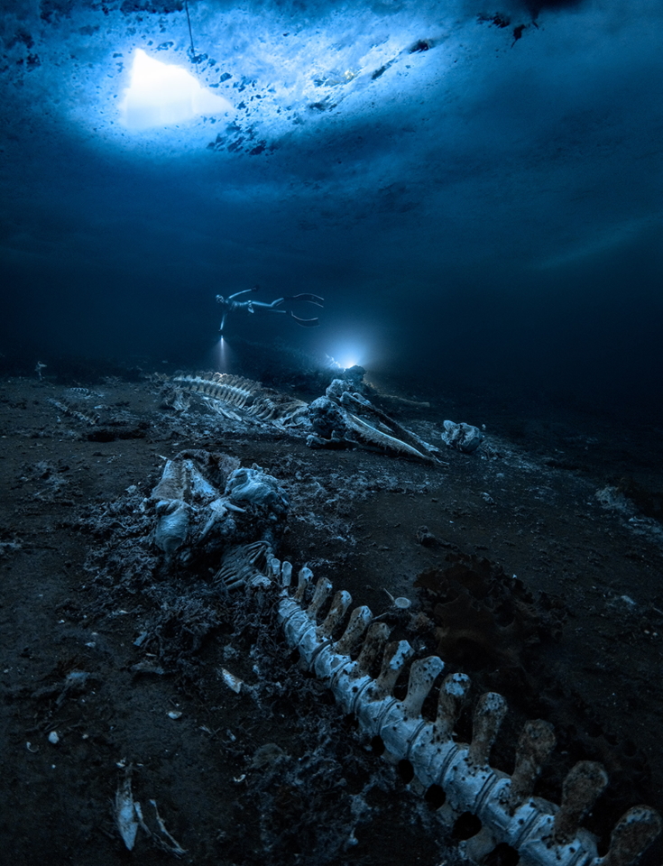 Победитель в номинации «Широкий угол». Туша кита под водой. Гренландия. Фото: Alex Dawson/Through Your Lens