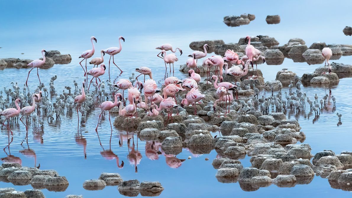Финалист - Природа. Фламинго, озеро Натрон, Танзания. Фото: Tony Zhang/National Geographic UK