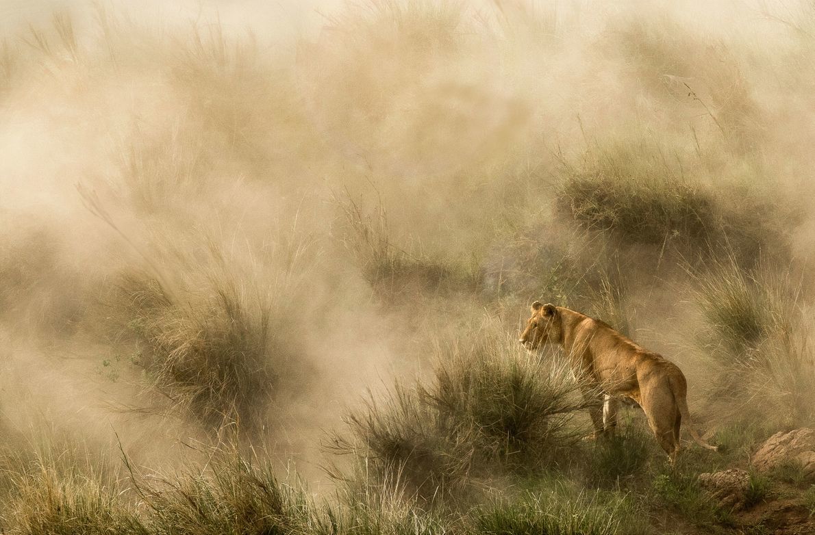Финалист - Природа. Львица в песчаной буре, на берегу реки Мара, Кения. Фото: Diana Knight/National Geographic UK