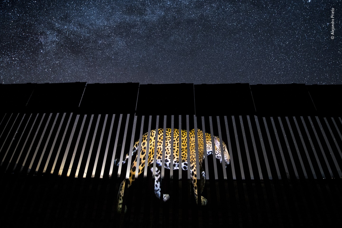 Победитель в номинации "Фотожурналистика дикой природы: одно фото". Огромное изображение самца ягуара спроецировано на участок пограничного ограждения США-Мексики, символизирующее нарушение миграции животных, вызванное ограждением. Фото: Alejandro Prieto / Wildlife Photographer of the Year