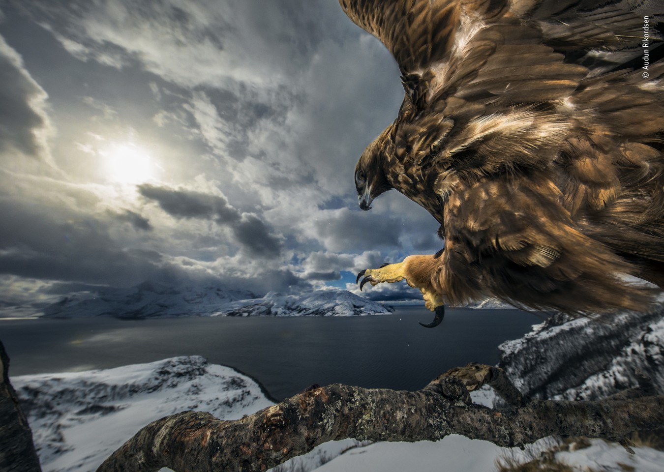 Победитель в номинации "Поведение: Птицы". Высоко над выступом в северной Норвегии. Фото: Audun Rikardsen / Wildlife Photographer of the Year