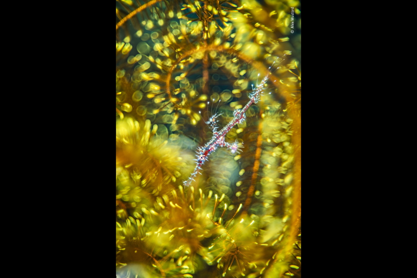 «Ослепление блеском». Победитель в категории "Артистизм природы". Молодь рыб-призраков из рода Solenostomus на фоне морской лилии. Фото: © Alex Mustard, Wildlife Photographer of the Year
