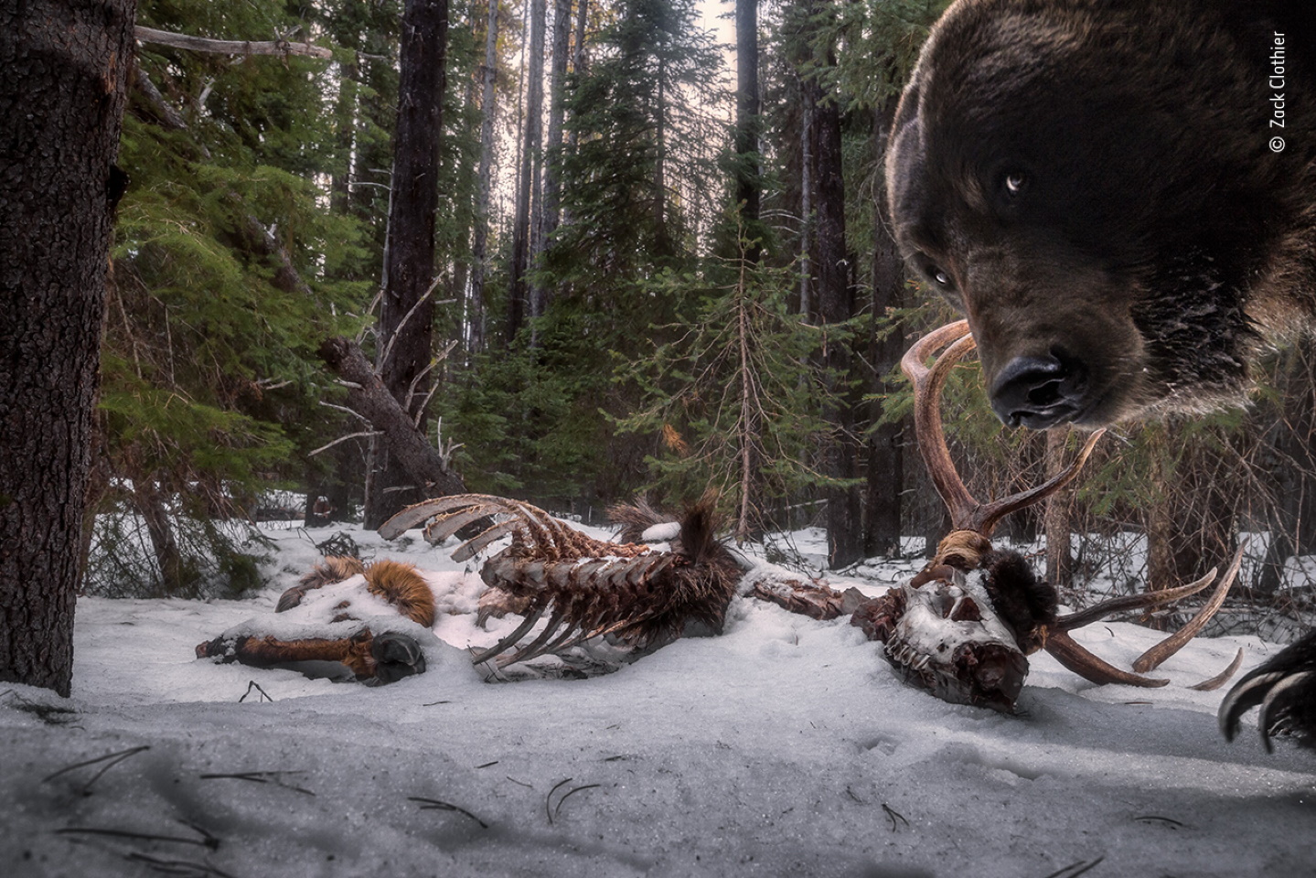 «Остатки пира гризли». Победитель в категории "Животные в среде обитания". Бурый медведь (Ursus arctos) - один из самых крупных наземных хищников. Фото: © Zack Clothier, Wildlife Photographer of the Year