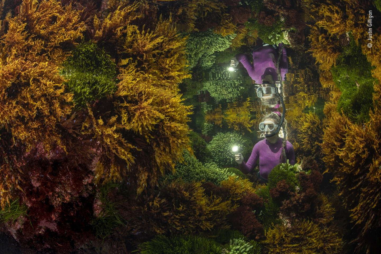 «Богатые отражения». Победитель в категории "Растения и грибы". Девушка-рейнджер в лесу водорослей. Фото: © Justin Gilligan, Wildlife Photographer of the Year