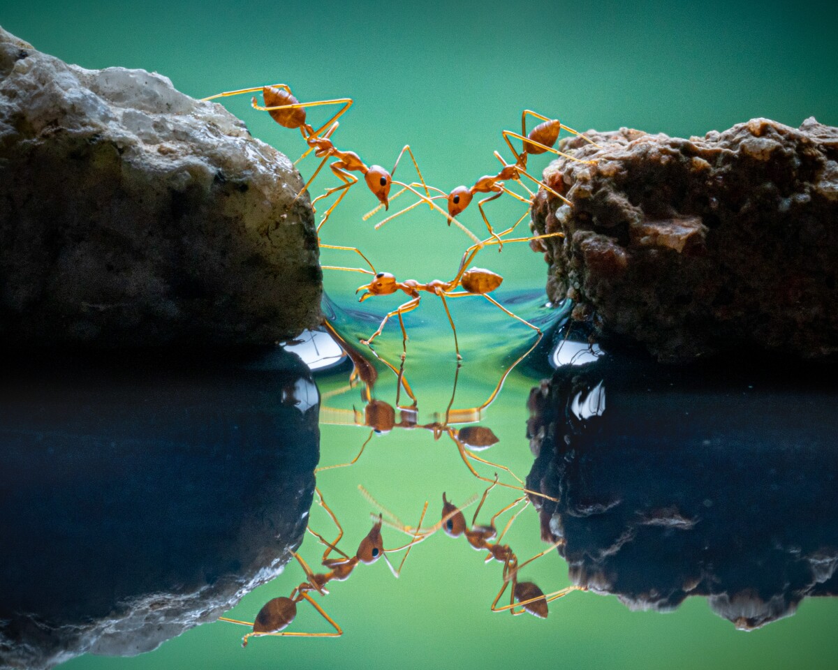 Поведение - Беспозвоночные. «Муравьиный перевал». Огненные муравьи. Индонезия. Фото: Teo Chin Leong
