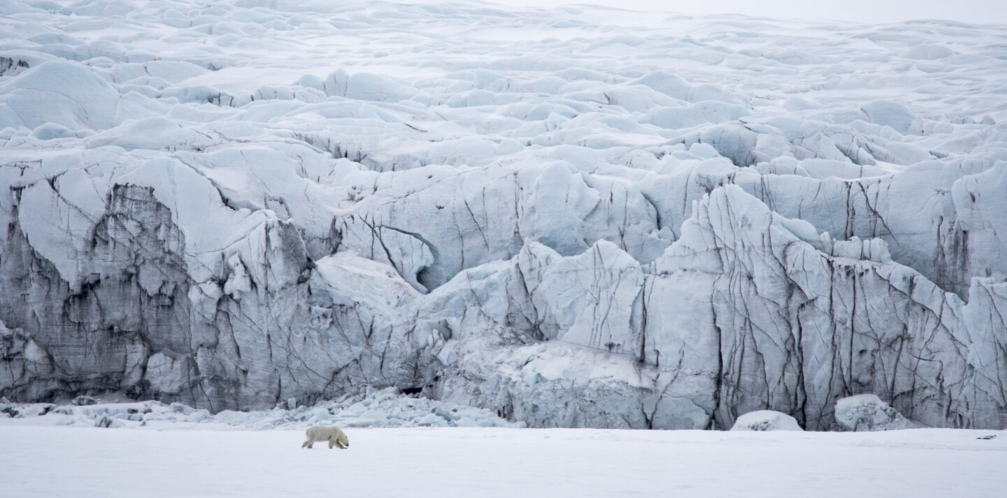 Животные в их среде обитания. «К северу от стены». Самка белого медведя. Восточное побережье Шпицбергена. Фото: Christian Tuckwell-Smith