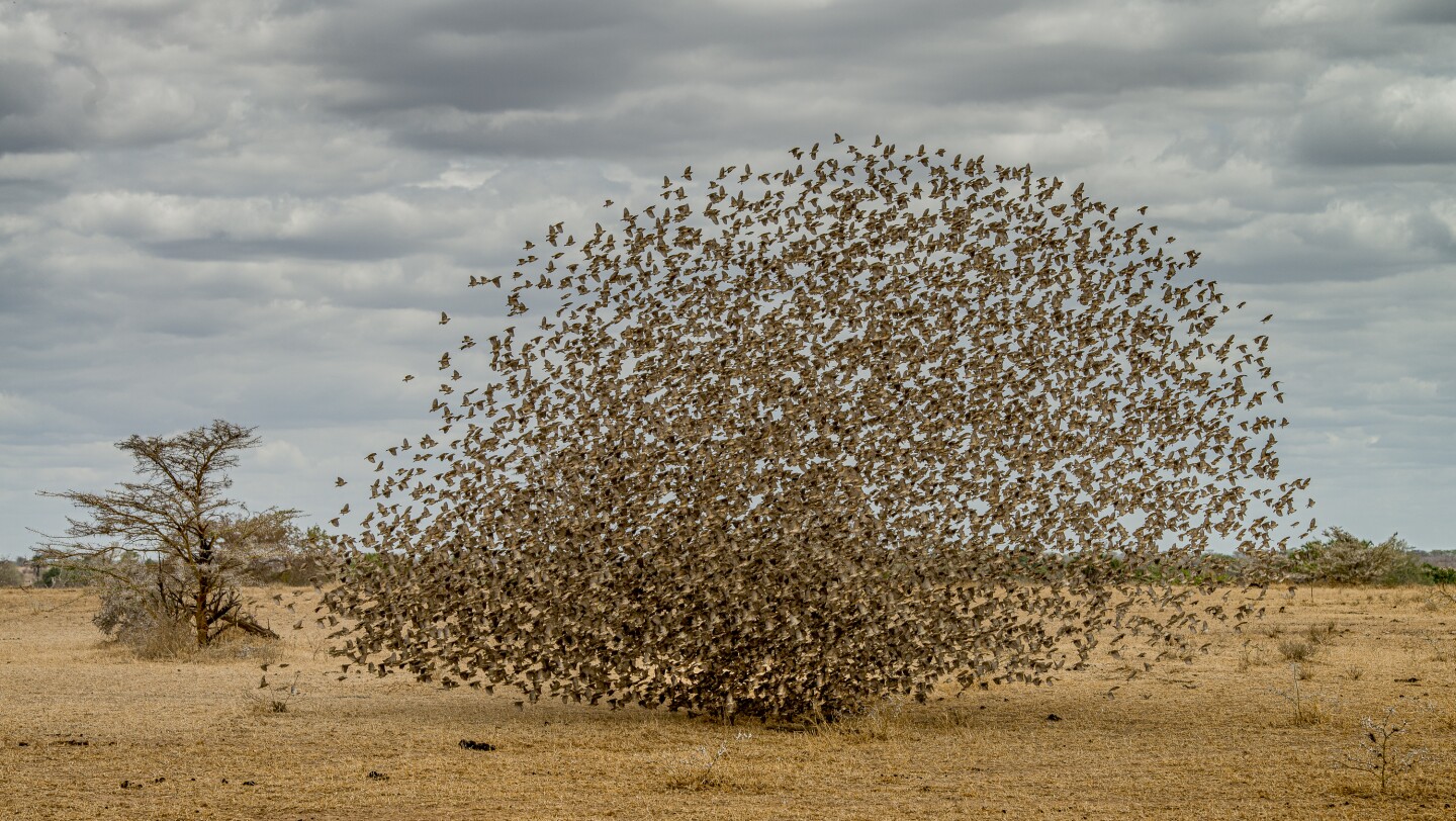 Поведение - Птицы. Красноклювый ткач (лат. Quelea quelea). Резерват Селус, Танзания. Фото: Robert J. Ross