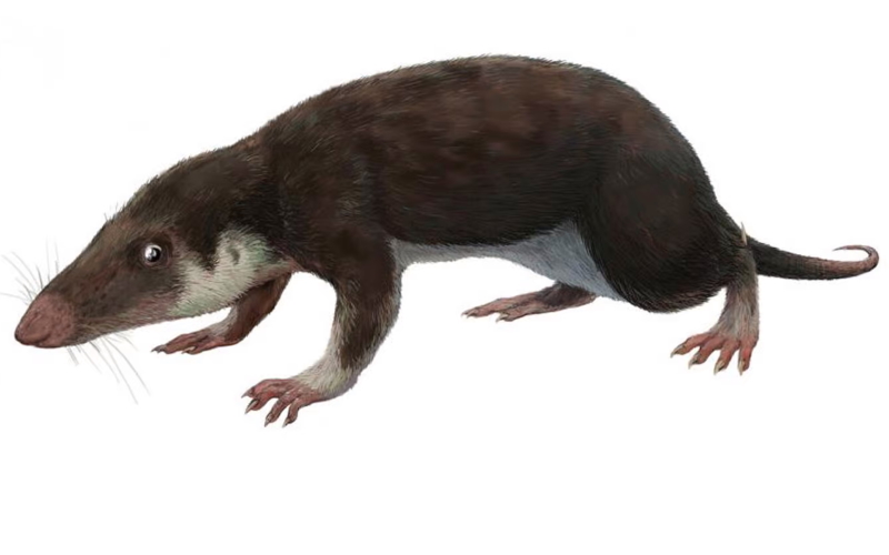 Последний общий предок всех современных млекопитающих, вероятно, выглядел как воссозданное ископаемое животное рода Морганукодон (лат. Morganucodon), жившее около 200 миллионов лет назад.
