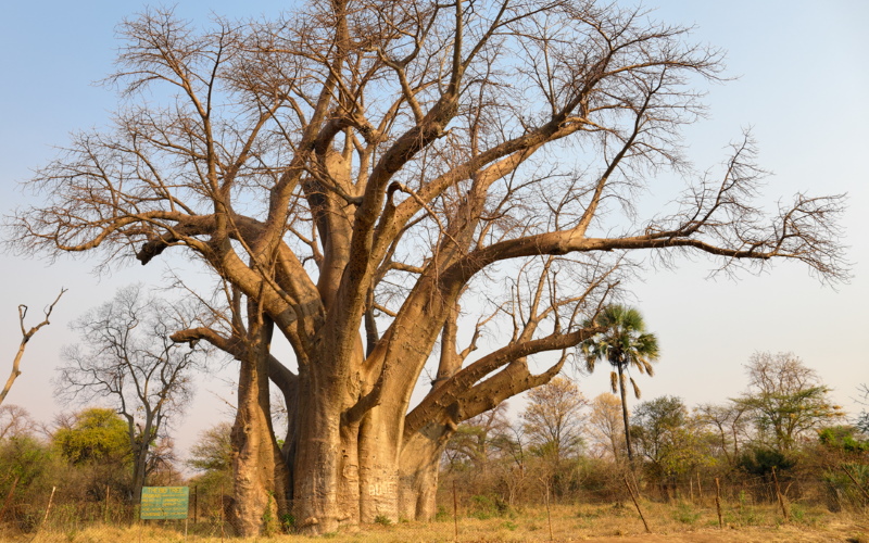 Ученые определили возраст одного из самых известных деревьев Африки. Предыдущие попытки датировать монументальный баобаб Зимбабве основывались на предположениях.