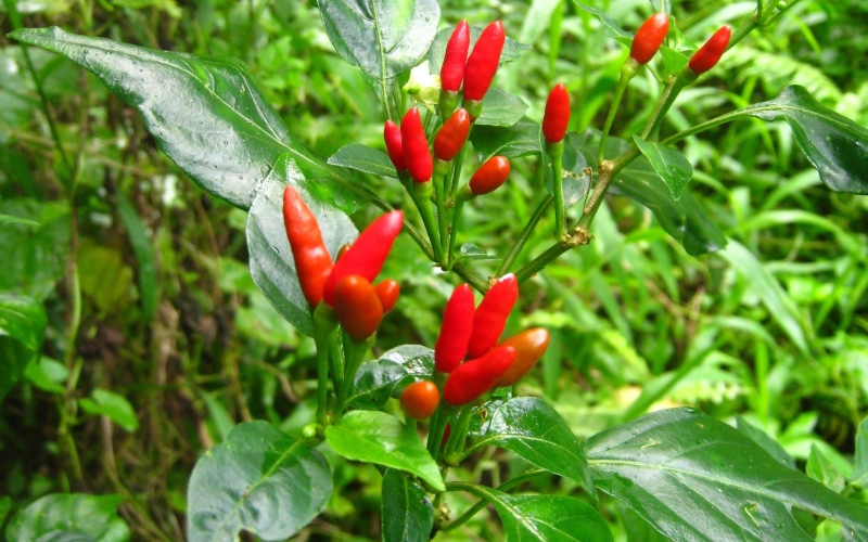 Перец чили вида Donne’ sali широко известный как перец Boonie Pepper, дикий сорт из Гуама.