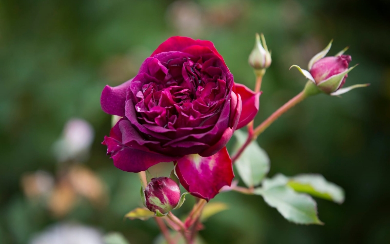 Munstead Wood (Ausbernard) English Rose