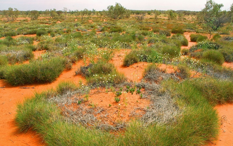 Кольцо спинифекса (Triodia spp.) На окраине северной пустыни Симпсон, юго-запад Квинсленда, Австралия.