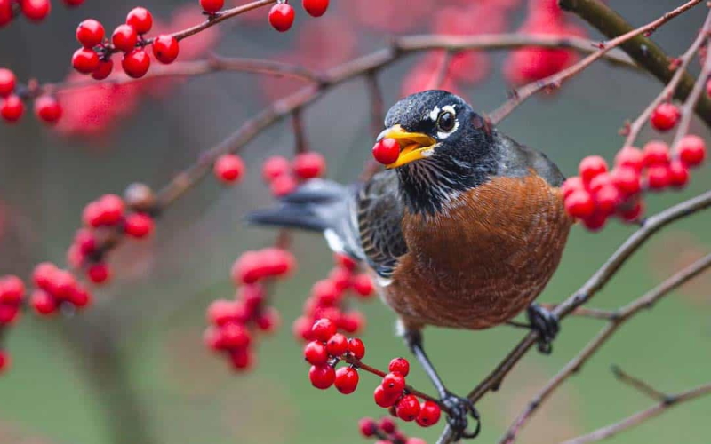 Странствующий дрозд ест зимнюю ягоду. Птицы, такие как дрозды, обычно рассеивают семена на относительно короткие расстояния.