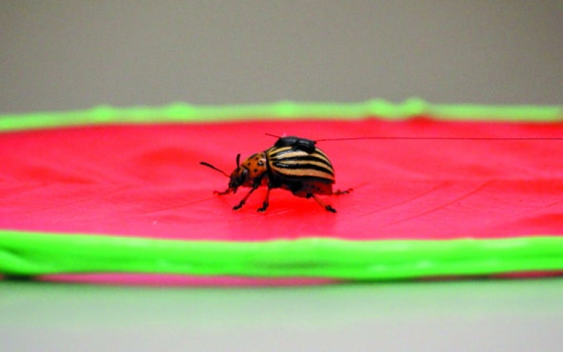 Капля пчелиного воска прикрепляет датчик к жуку, которому поручено перемещаться по силиконовой поверхности листа.