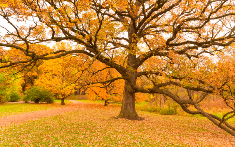 Старый Дуб крупноплодный (лат. Quercus macrocarpa)  в дендрарии Мортона в пригороде Чикаго, США.