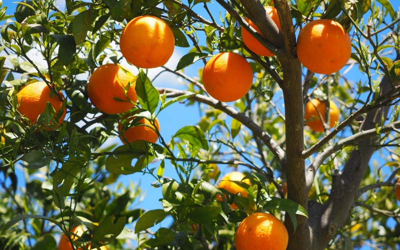 Апельсиновое дерево из цитрусовых.