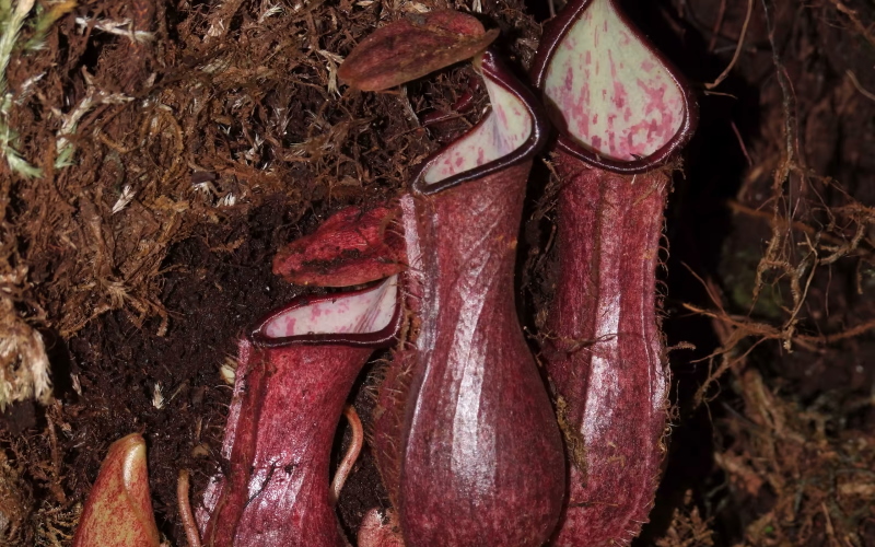 Некоторые из подземных кувшинов Nepenthes pudica, обнаруженные исследователями.