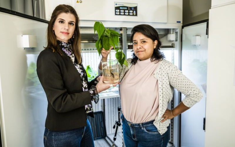 Доктор Элени Ставриниду и аспирант Даниэла Паркер с биогибридным растением фасоли.