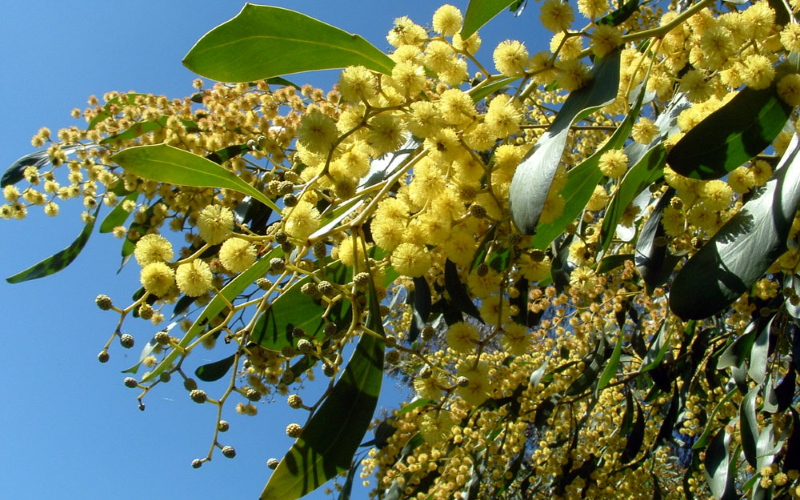 Ученые из Королевского ботанического сада Виктории (RBGV) впервые секвенировали геном цветочной эмблемы Австралии — золотой акации (Acacia pycnantha).