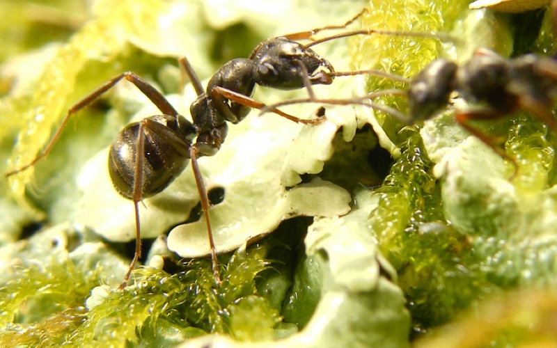 Бурый лесной муравей (лат. Formica fusca).