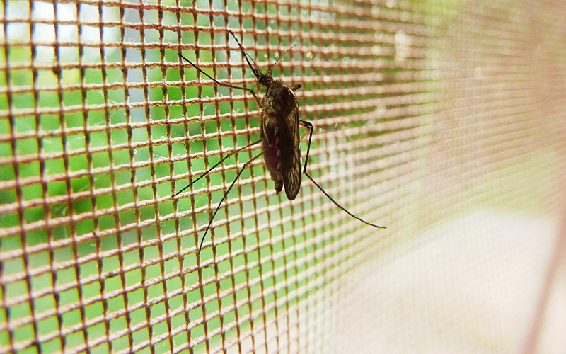 Надкроватные сетки, обработанные инсектицидами, блокируют и убивают комаров, хотя наиболее часто используемые химические вещества становятся менее эффективными.