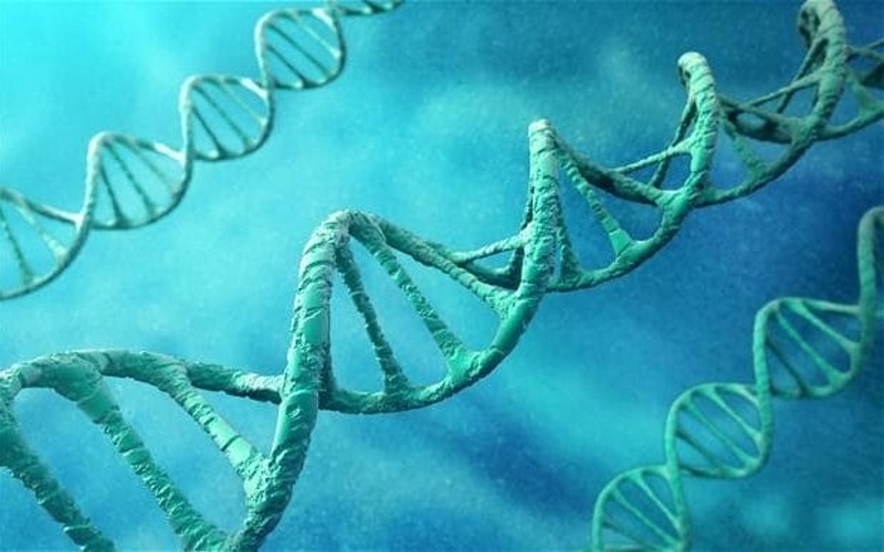 Новый инструмент фактически не режет ДНК; вместо этого он активирует гены, связанные с болезнью, и отменяет последствия серьезных заболеваний, таких как диабет.