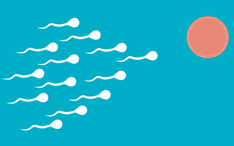 Сперматозоиды не могут выполнять свою работу до тех пор, пока сперма, в которой они находятся, не разжижается — противозачаточные средства предотвратят это разжижение.