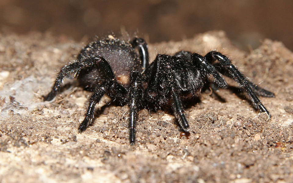 Яд австралийских пауков пауков семейства Atracidae может потенциально спасать жизнь людям.