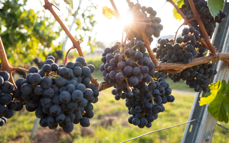 Употребление винограда помогает коже противостоять ультрафиолетовому излучению Солнца.